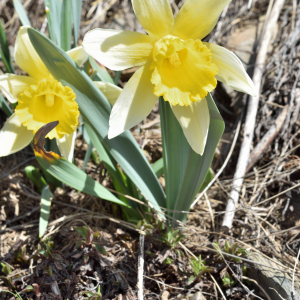 Photographie n°2746435 du taxon Narcissus bicolor L. [1762]