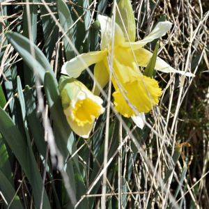 Photographie n°2746436 du taxon Narcissus bicolor L. [1762]