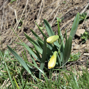 Photographie n°2746437 du taxon Narcissus bicolor L. [1762]