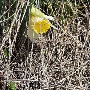 Photographie n°2746440 du taxon Narcissus bicolor L. [1762]