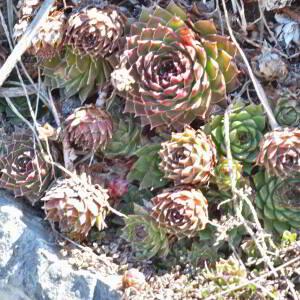 Photographie n°2746443 du taxon Sempervivum montanum L. [1753]