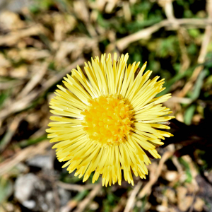 Photographie n°2746445 du taxon Tussilago farfara L. [1753]