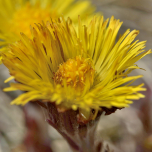 Photographie n°2746446 du taxon Tussilago farfara L. [1753]