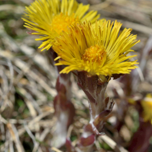 Photographie n°2746450 du taxon Tussilago farfara L. [1753]