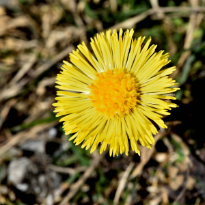 Photographie n°2746452 du taxon Tussilago farfara L. [1753]