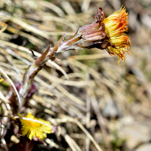 Photographie n°2746453 du taxon Tussilago farfara L. [1753]