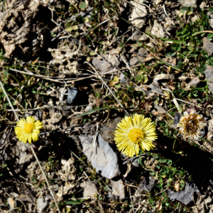 Photographie n°2746455 du taxon Tussilago farfara L. [1753]