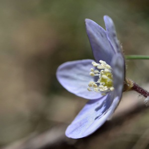 Photographie n°2746461 du taxon Anemone hepatica L. [1753]