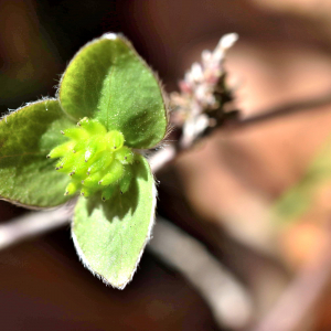 Photographie n°2746467 du taxon Anemone hepatica L. [1753]