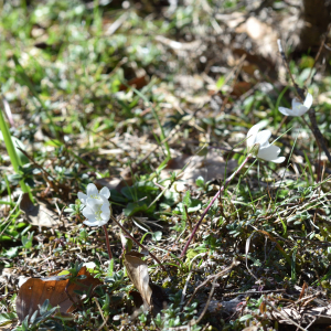 Photographie n°2746477 du taxon Anemone hepatica L. [1753]