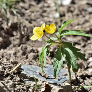 Photographie n°2746478 du taxon Anemone ranunculoides L. [1753]