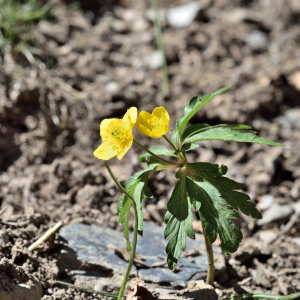 Photographie n°2746479 du taxon Anemone ranunculoides L. [1753]