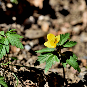  - Anemone ranunculoides L. [1753]