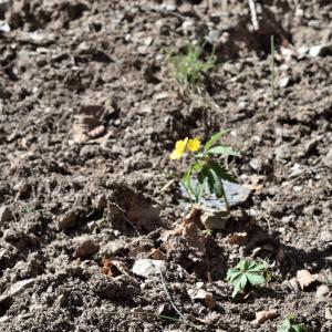 Photographie n°2746486 du taxon Anemone ranunculoides L. [1753]