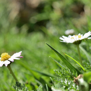 Photographie n°2746492 du taxon Bellis perennis L. [1753]