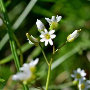 Photographie n°2746494 du taxon Draba verna L. [1753]