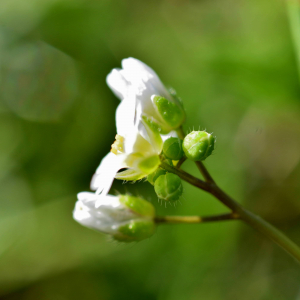 Photographie n°2746496 du taxon Draba verna L. [1753]