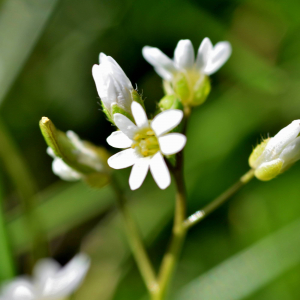 Photographie n°2746498 du taxon Draba verna L. [1753]