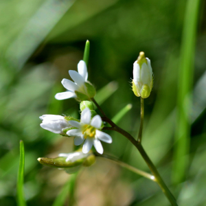 Photographie n°2746500 du taxon Draba verna L. [1753]