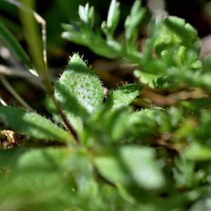 Photographie n°2746502 du taxon Draba verna L. [1753]