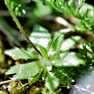 Photographie n°2746506 du taxon Draba verna L. [1753]