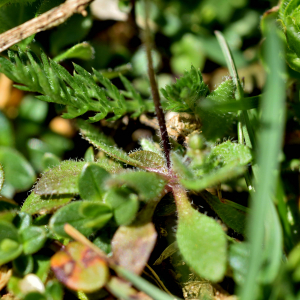 Photographie n°2746508 du taxon Draba verna L. [1753]