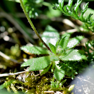 Photographie n°2746510 du taxon Draba verna L. [1753]