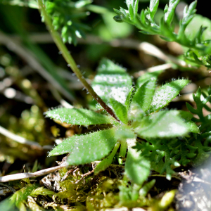 Photographie n°2746512 du taxon Draba verna L. [1753]