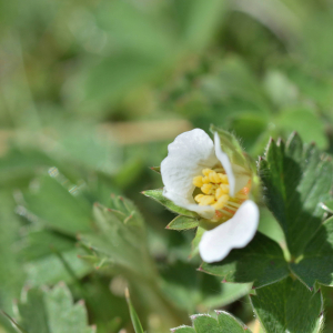 Photographie n°2746531 du taxon Potentilla sterilis (L.) Garcke [1856]