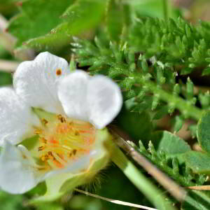 Photographie n°2746538 du taxon Potentilla sterilis (L.) Garcke [1856]