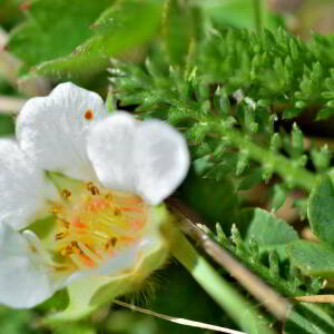 Photographie n°2746539 du taxon Potentilla sterilis (L.) Garcke [1856]