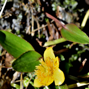 Photographie n°2746546 du taxon Ranunculus flammula L. [1753]