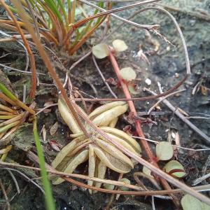  - Pinguicula lusitanica L.