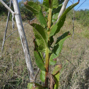 Photographie n°2746607 du taxon Verbascum virgatum Stokes