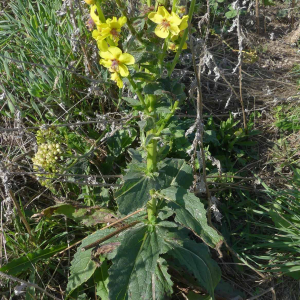 Photographie n°2746608 du taxon Verbascum virgatum Stokes