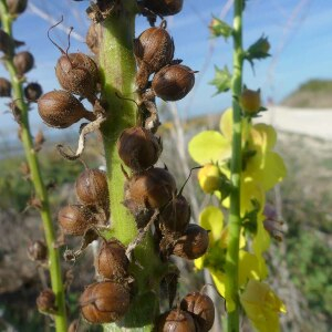 Photographie n°2746609 du taxon Verbascum virgatum Stokes