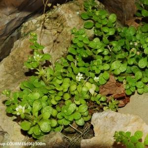  - Sedum fragrans 't Hart