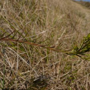 Photographie n°2746631 du taxon Galatella linosyris var. linosyris