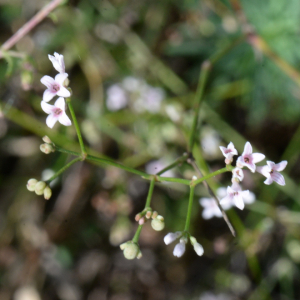 Photographie n°2746700 du taxon Asperula cynanchica L.