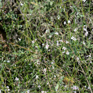 Photographie n°2746703 du taxon Asperula cynanchica L.