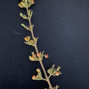 Photographie n°2746721 du taxon Vitex agnus-castus L. [1753]