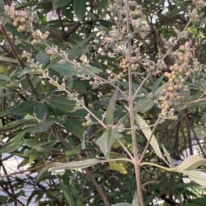 Photographie n°2746723 du taxon Vitex agnus-castus L. [1753]