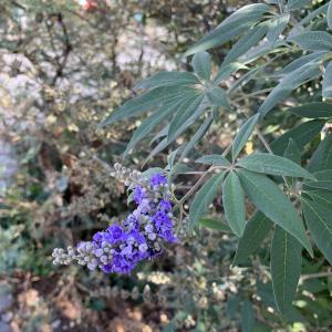 Photographie n°2746734 du taxon Vitex agnus-castus L. [1753]