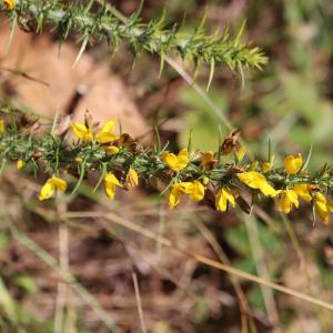 Photographie n°2746809 du taxon Ulex minor Roth [1797]