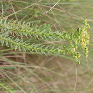 Photographie n°2746815 du taxon Euphorbia paralias L. [1753]