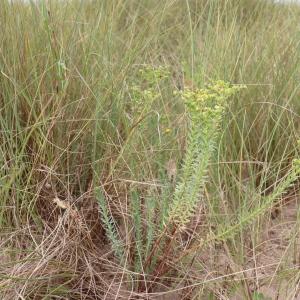 Photographie n°2746816 du taxon Euphorbia paralias L. [1753]