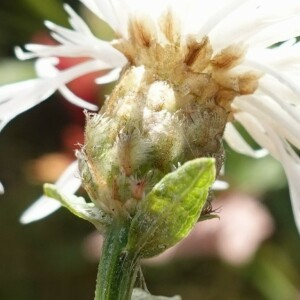 Photographie n°2746819 du taxon Centaurea jacea subsp. decipiens (Thuill.) Celak.