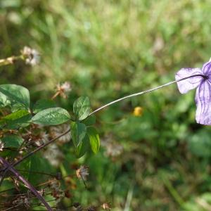  - Clematis viticella L.