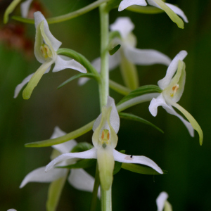 Photographie n°2746868 du taxon Platanthera bifolia (L.) Rich.