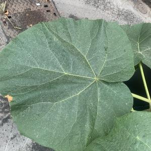  - Paulownia tomentosa (Thunb.) Steud.